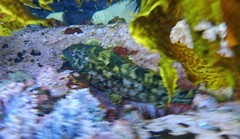 Chironemus marmoratus