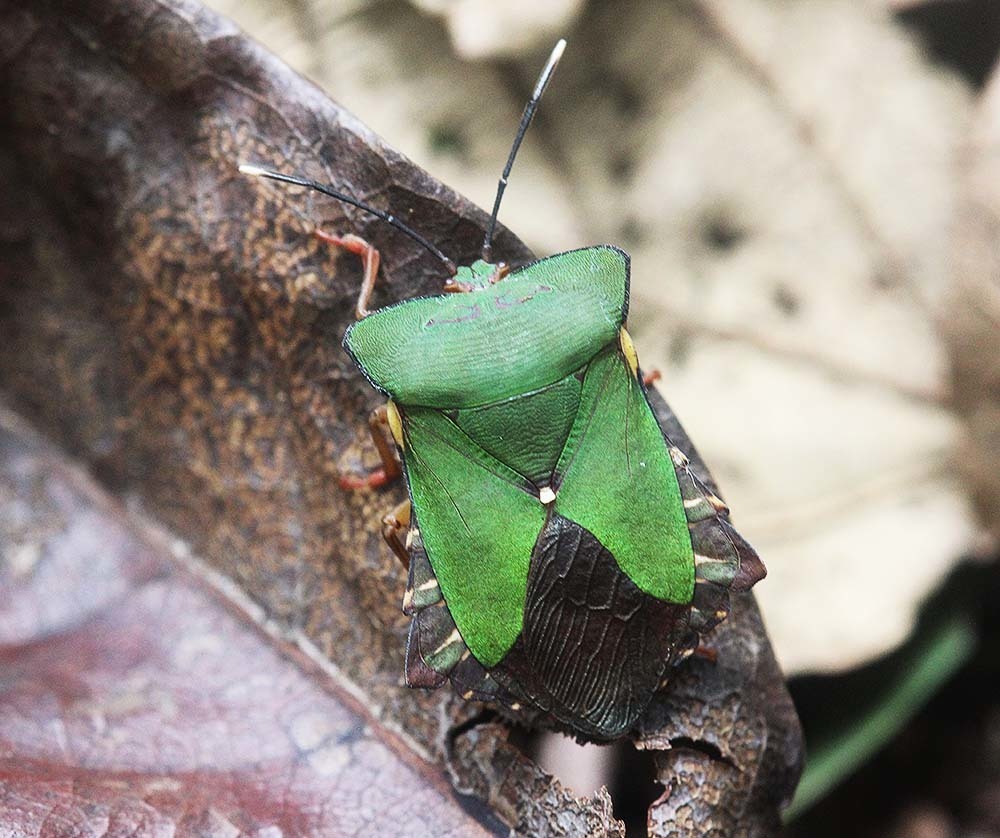 Dalcantha alata