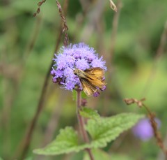 Polites vibex brettoides