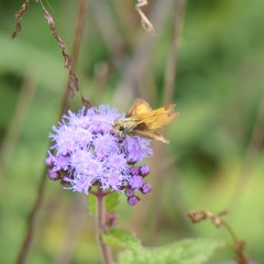 Polites vibex brettoides