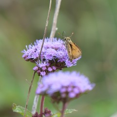 Polites vibex brettoides