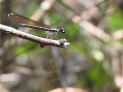 Heliocypha perforata