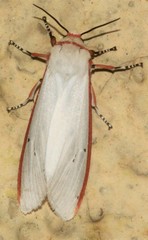 Aloa lactinea