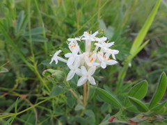 Pimelea glauca