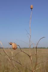 Baptisia sphaerocarpa