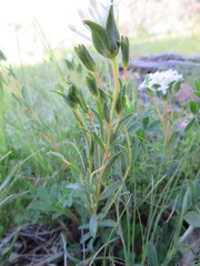 Pimelea glauca