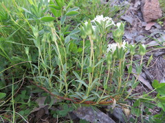 Pimelea glauca