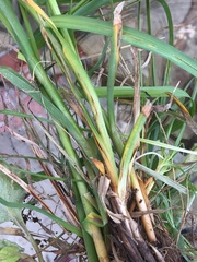 Carex muricata