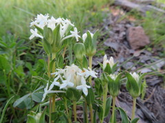 Pimelea glauca