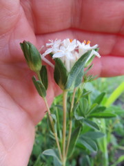 Pimelea glauca