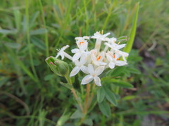 Pimelea glauca