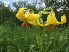 Lilium armenum