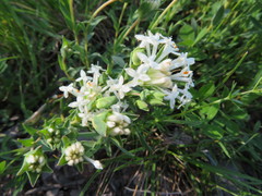 Pimelea glauca