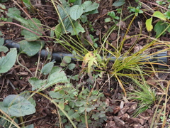 Carex testacea