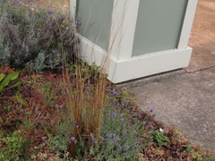 Carex buchananii