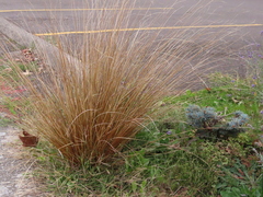 Carex buchananii