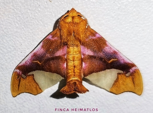 Zaevius calocore