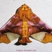 Zaevius calocore - Photo no rights reserved, uploaded by Ferhat Gundogdu