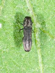 Paragrilus rugatulus