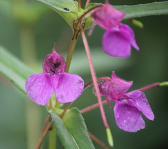 Impatiens oppositifolia
