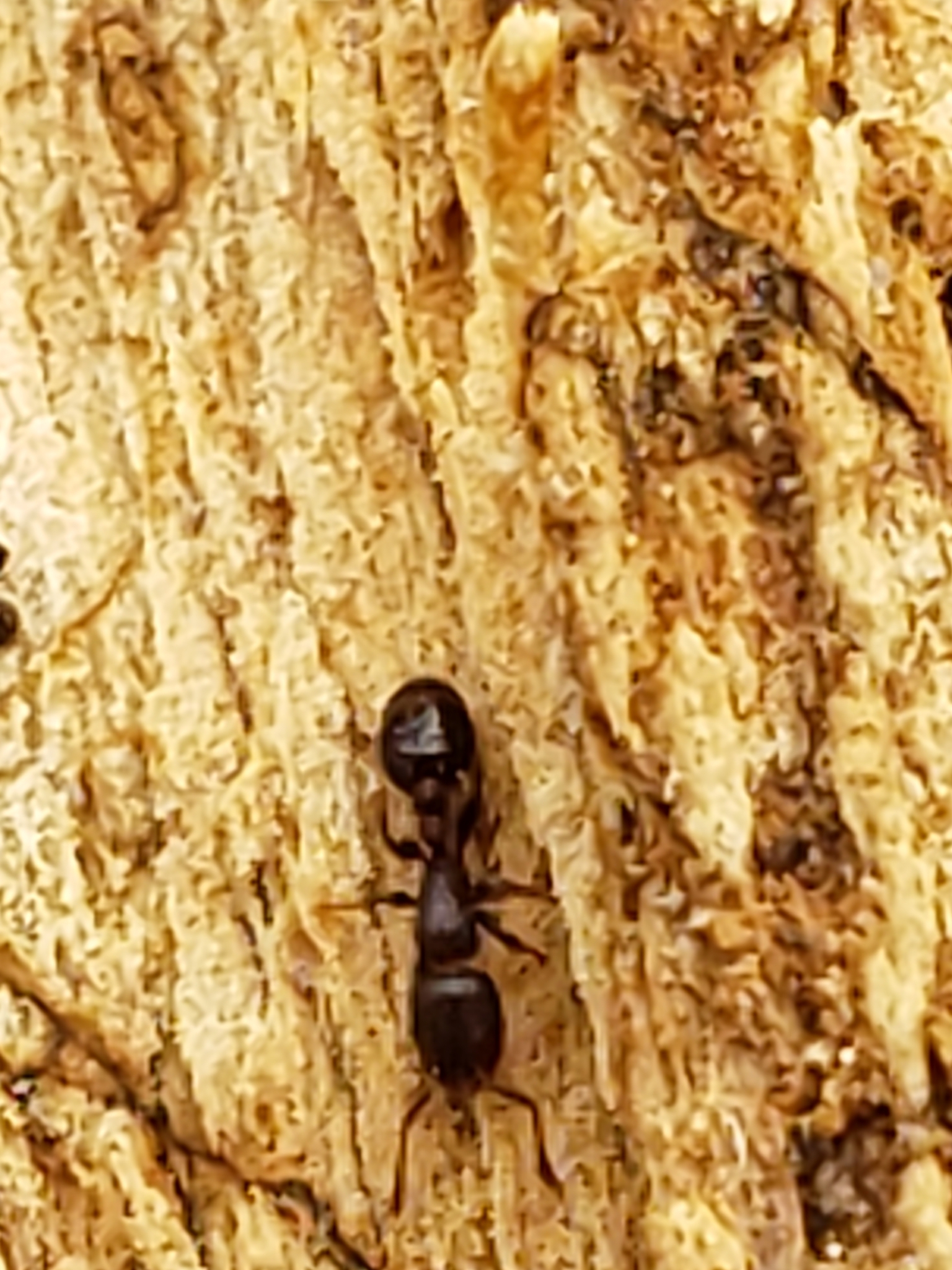 Temnothorax schaumii