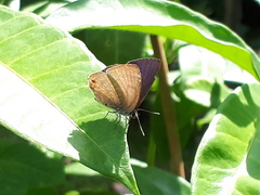 Anthene emolus goberus