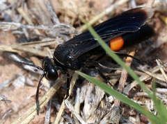 Stizoides renicinctus