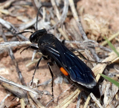 Stizoides renicinctus