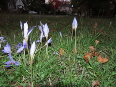 Crocus kotschyanus