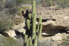 Trichocereus terscheckii