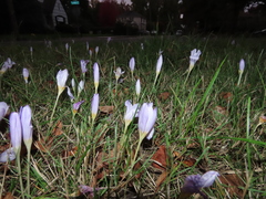 Crocus kotschyanus