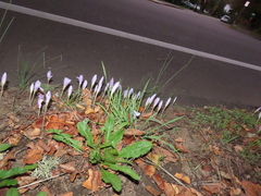 Crocus kotschyanus
