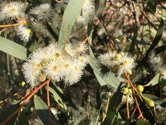 Eucalyptus porosa