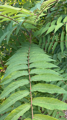 Ailanthus altissima