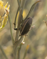 Chlorochroa