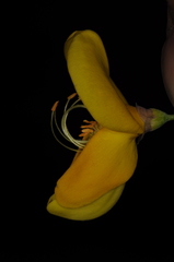 Cytisus scoparius
