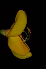 Cytisus scoparius