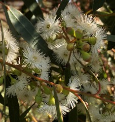 Eucalyptus porosa