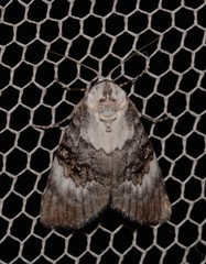 Acatapaustus leucospila