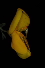 Cytisus scoparius