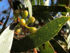 Eucalyptus porosa