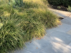 Carex virgata