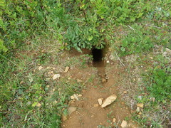 Urocitellus columbianus