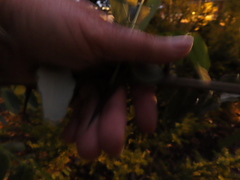 Robinia × ambigua