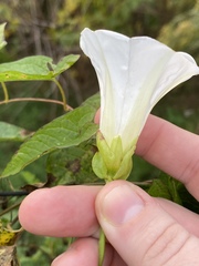 Calystegia silvatica fraterniflora