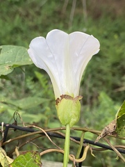 Calystegia silvatica fraterniflora