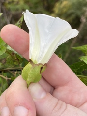 Calystegia silvatica fraterniflora