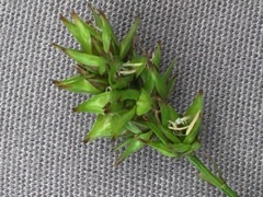 Carex muricata