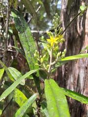 Corokia buddleioides