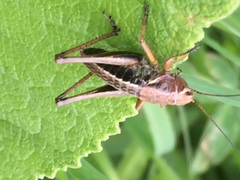 Psorodonotus caucasicus
